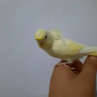 مرغ عشق پروانه ای معاوضه با برزیلی