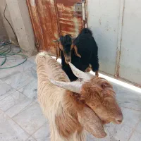 گوشت کهره نر موجود می‌باشد