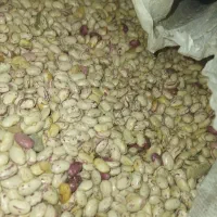 لوبیا چیتی  370 چینی و قاطی پاتی نیست|حراج|قم, شهرک قدس|دیوار