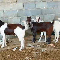 بز یا بزغاله.          بره گاو گوسفند