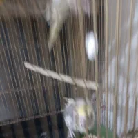 عروس هلندی مولد|پرنده|شاهین‌شهر, خانه کارگر|دیوار