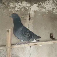 فروش کبوتر غریب گیری|پرنده|ساوه, |دیوار