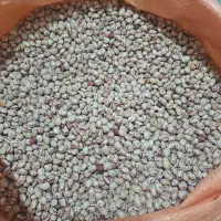 لوبیا چیتی صالح|عمدهفروشی|قیدار, |دیوار