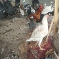 مرغ وبوقلمو|حیوانات مزرعه|ایرانشهر, |دیوار