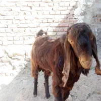 گوسفند فروشی مری نر