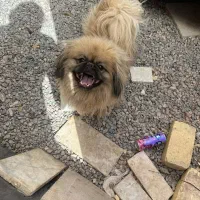 دو قلاده سگ پاکوتاه