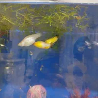 ماهی گوپی و مولی|ماهی|تهران, کوهک|دیوار