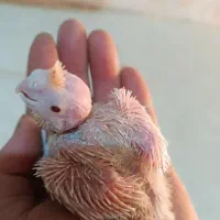 دوعدد جوجه لوتینو چشم شرابی