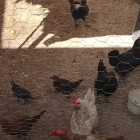 مرغ و جوجه گلین و گلپایگان