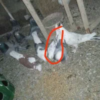 کفتر خال سیاه گمشده