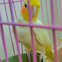 عروس هلندی مولد|پرنده|قم, پردیسان|دیوار