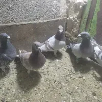 سی تاکبوتر پلاکی وپرشی