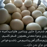 جوجه شترمرغ تخم خوراکی گوشت روغن درمانی قلم|حیوانات مزرعه|سی‌سخت, |دیوار