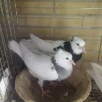 فروش جوجه دون خور طوقی|پرنده|اشکذر, |دیوار