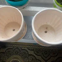 گلدان سرامیکی|گل و گیاه طبیعی|رشت, گلسار|دیوار