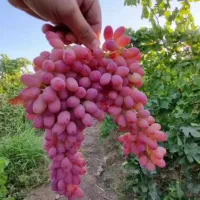 نهال های اصلاحشده و باکیفیت|خدمات باغبانی و درختکاری|فرخشهر, |دیوار