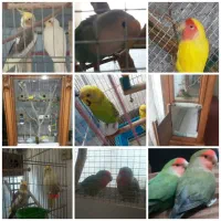 پرنده و قفس دست ساز