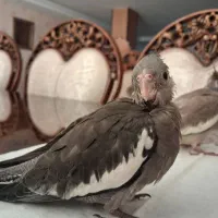 جوجه عروس هلندی ۳۵ روزه|پرنده|فردیس, منظریه|دیوار