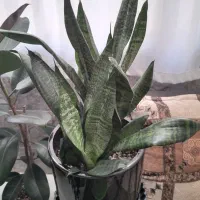 گل وگیاه|گل و گیاه طبیعی|اصفهان, عاشق‌آباد|دیوار