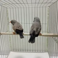 فنچ شارکول اروپایی معاوضه با گلدین ماده