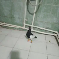 کبوتر|پرنده|ماهدشت, |دیوار