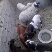 گسفند|حیوانات مزرعه|بم, |دیوار