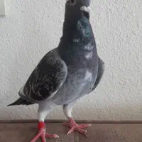 کفتر نامه بر