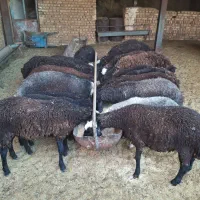 بره نر و ماده