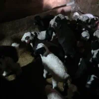 ۴۰ راس میش داشتی بره دار و آبستن سرگلون|حیوانات مزرعه|ارژن, |دیوار