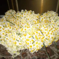 پیاز گل نرگس نوع شهلا|گل و گیاه طبیعی|کوهی‌خیل, |دیوار