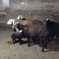 گوسفند فروشی