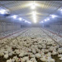 کارگر برای مرغداری ۴۰هزاری گوشتی تمام اتوماتیک