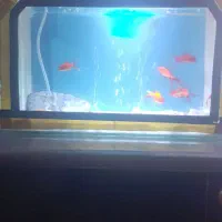 آکواریم خانگی