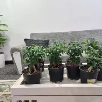 انواع بامبو پاچیرا گیاه پول و بنسای جنسینگ|گل و گیاه طبیعی|آبادان, |دیوار