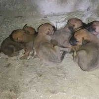 سگ پیت بول ژرمن