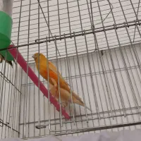 قناری  دارچینی سرخ سوخته سرخ ردفکتور کم رنگ|پرنده|شاهین‌شهر, شهرک ردانی پور|دیوار