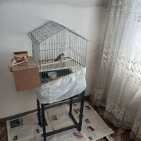 پرنده