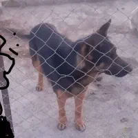 سگ ژرمن