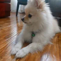 پامرانین(فوری) لطفا آگهی رو کامل مطالعه کنید|سگ|تهران, جردن|دیوار