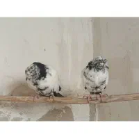 تعدادی کبوتر. سالم تکی یا باهم|پرنده|تهران, فرزانه|دیوار