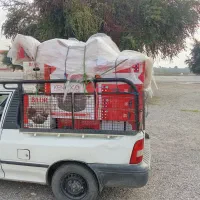 باربری پراید وانت