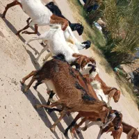 بز گیسه مناسب