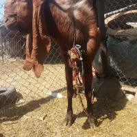 یک عدد بز نر سوسنگرد روستای مرعی|حیوانات مزرعه|سوسنگرد, |دیوار