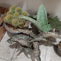 گل و گیاه و کاکتوس|گل و گیاه طبیعی|قم, بلوار امین و ساحلی|دیوار