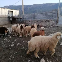 بره|حیوانات مزرعه|کارزان, |دیوار