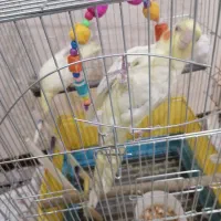 عروس هلندی چهار ماهه