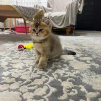 بچه گربه بریتیش اصیل