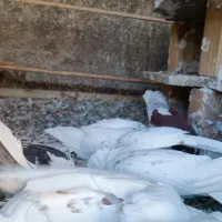 کفتر هلندی|پرنده|قم, نخودی|دیوار