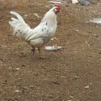 خروس گلین اصیل