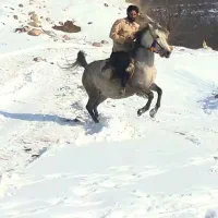 اسب|اسب و تجهیزات اسبسواری|ملکان, |دیوار